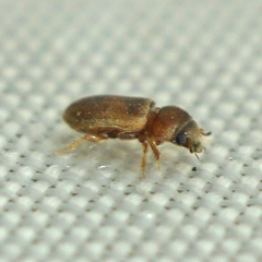 Tropicus pusillus