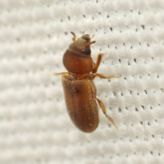 Tropicus pusillus