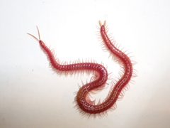 Strigamia epileptica