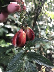Paullinia meliifolia