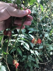 Paullinia meliifolia