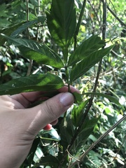 Paullinia meliifolia