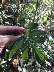 Paullinia meliifolia