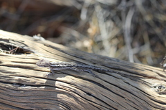 Amphibolurus centralis