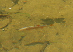 Lythrurus fasciolaris