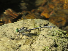 Gomphurus lineatifrons