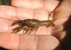 Cambarus striatus