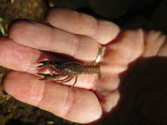 Cambarus striatus