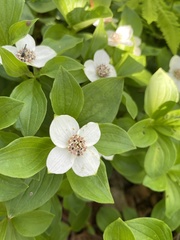 Cornus canadensis