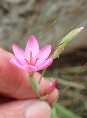 Hesperantha baurii