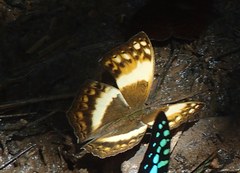 Harma theobene superna