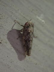 Paraphlepsius tennessus