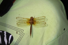 Neurocordulia xanthosoma