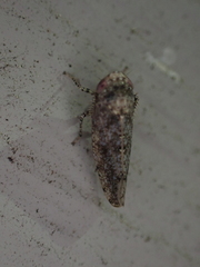 Paraphlepsius tennessus