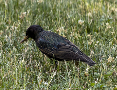 Sturnus vulgaris
