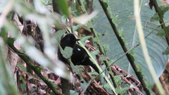 Pyriglena leucoptera