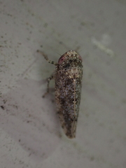 Paraphlepsius tennessus