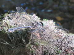 Gomphurus lineatifrons