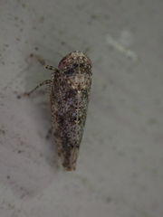 Paraphlepsius tennessus