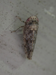 Paraphlepsius tennessus