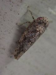 Paraphlepsius tennessus