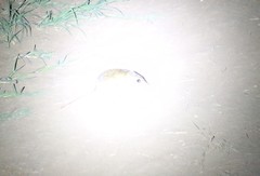 Chaetodipus hispidus