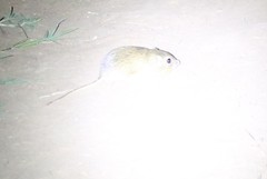 Chaetodipus hispidus