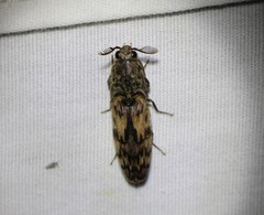 Pherhimius fascicularis