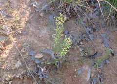 Sericocarpus linifolius
