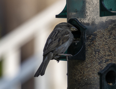 Passer domesticus