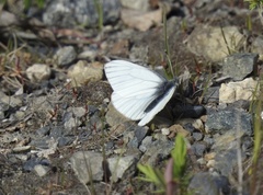 Pieris angelika