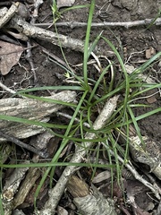 Carex willdenowii