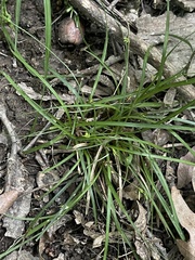Carex willdenowii