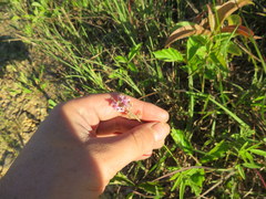 Orbexilum pedunculatum