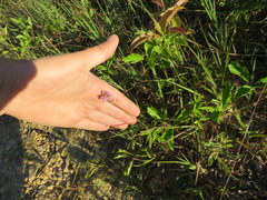 Orbexilum pedunculatum