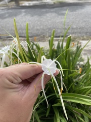 Hymenocallis