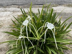 Hymenocallis