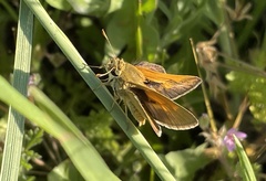 Polites origenes rhena