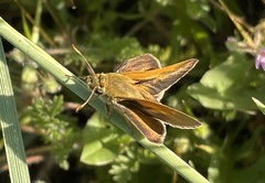 Polites origenes rhena