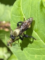 Laphria divisor
