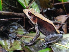 Clinotarsus curtipes