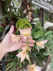 Dendrobium moschatum