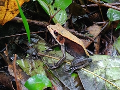 Clinotarsus curtipes