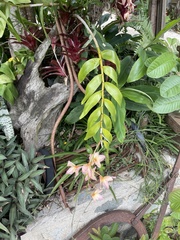 Dendrobium moschatum