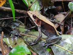 Clinotarsus curtipes