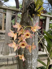 Dendrobium moschatum