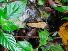 Clinotarsus curtipes