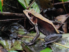 Clinotarsus curtipes