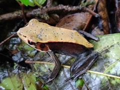 Clinotarsus curtipes