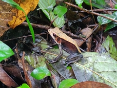 Clinotarsus curtipes